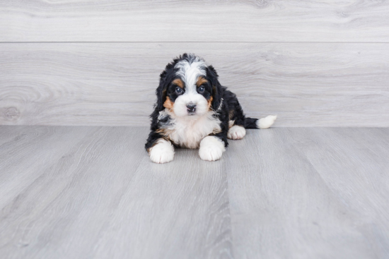 Mini Bernedoodle Pup Being Cute