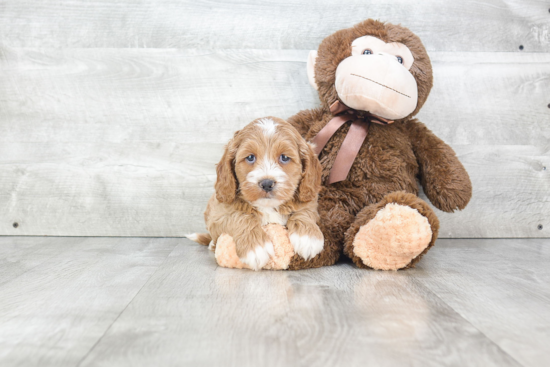 Best Cockapoo Baby