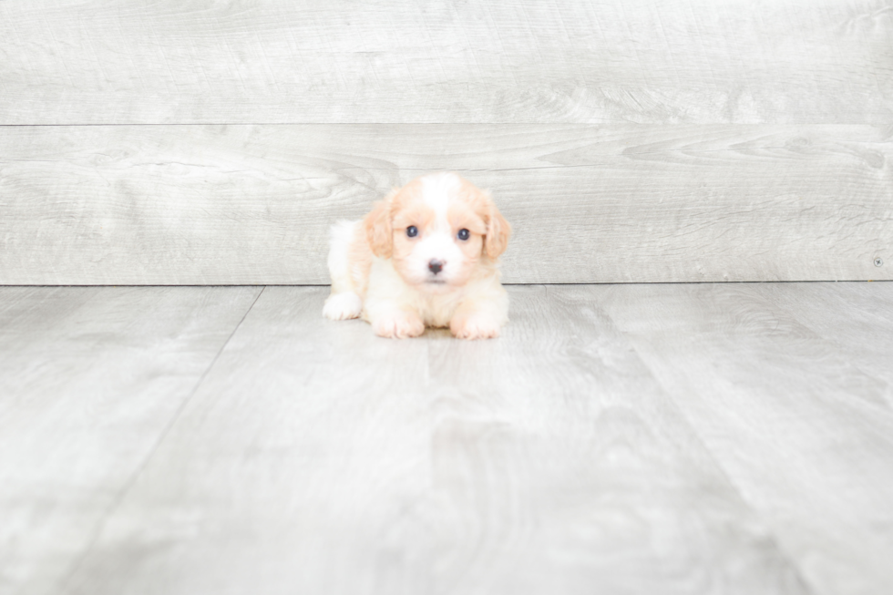 Best Cavachon Baby