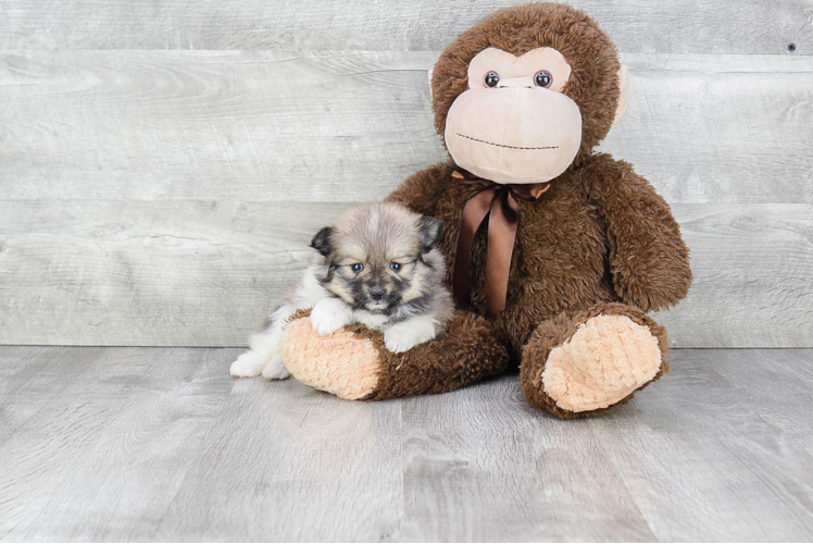 Cute Pomeranian Purebred Puppy