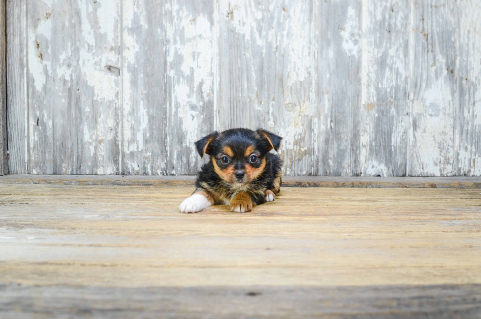 Cute Mixed Breed Mix Pup