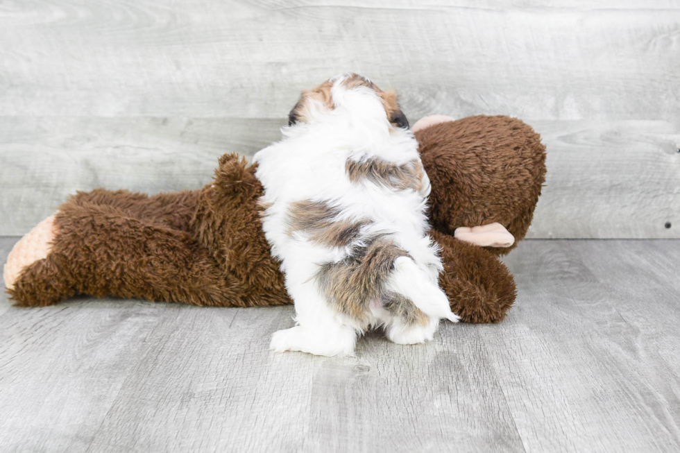 Funny Teddy Bear Designer Pup