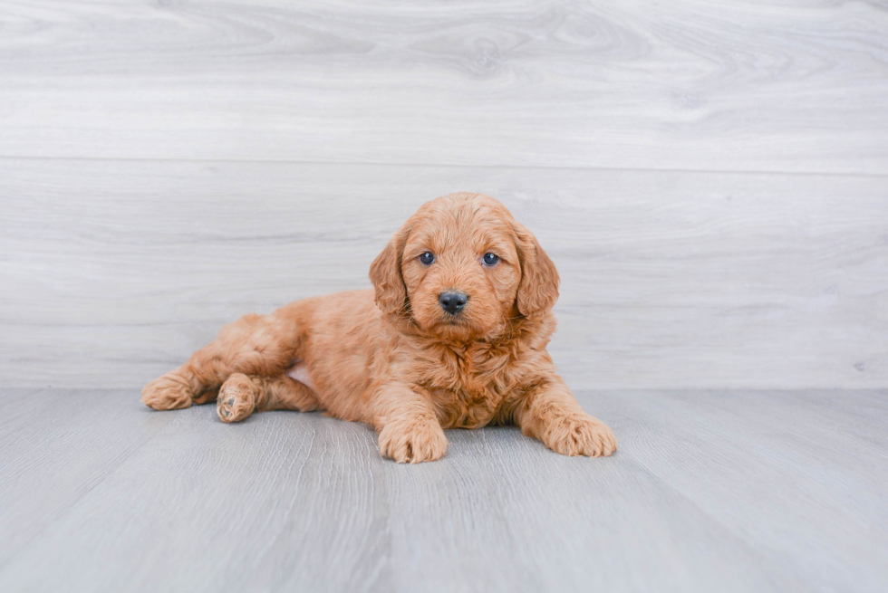 Smart Mini Goldendoodle Poodle Mix Pup