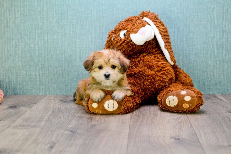 Hypoallergenic Yorkie Designer Puppy