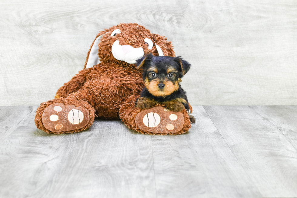 Meet Timmy - our Yorkshire Terrier Puppy Photo 