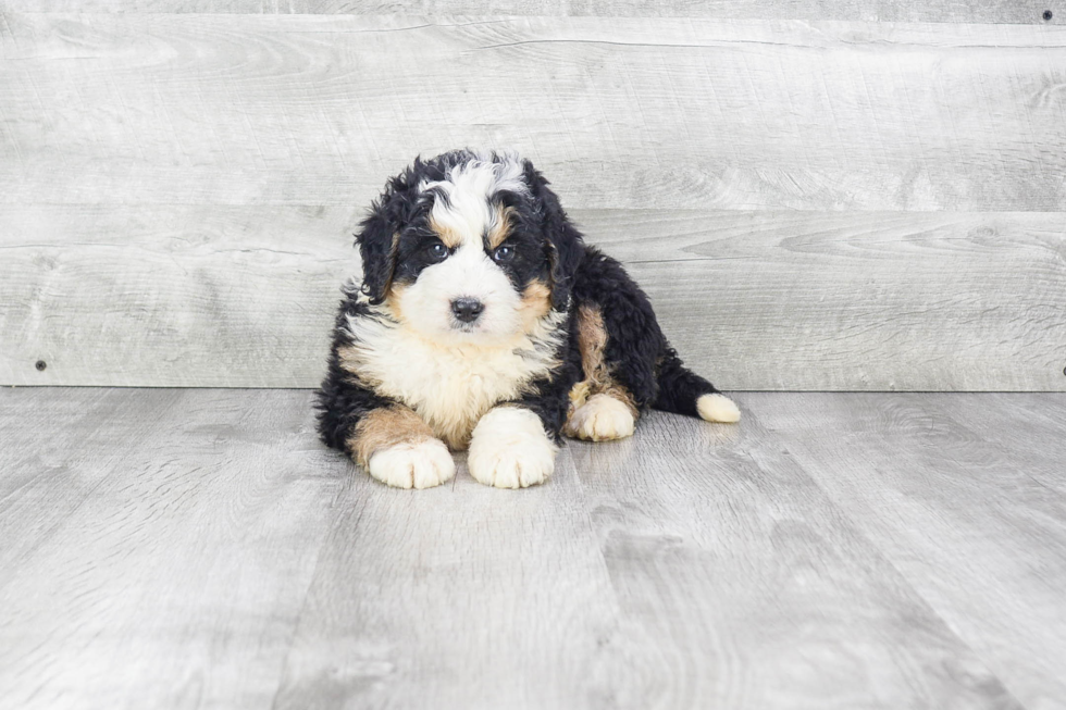 Smart Mini Bernedoodle Poodle Mix Pup