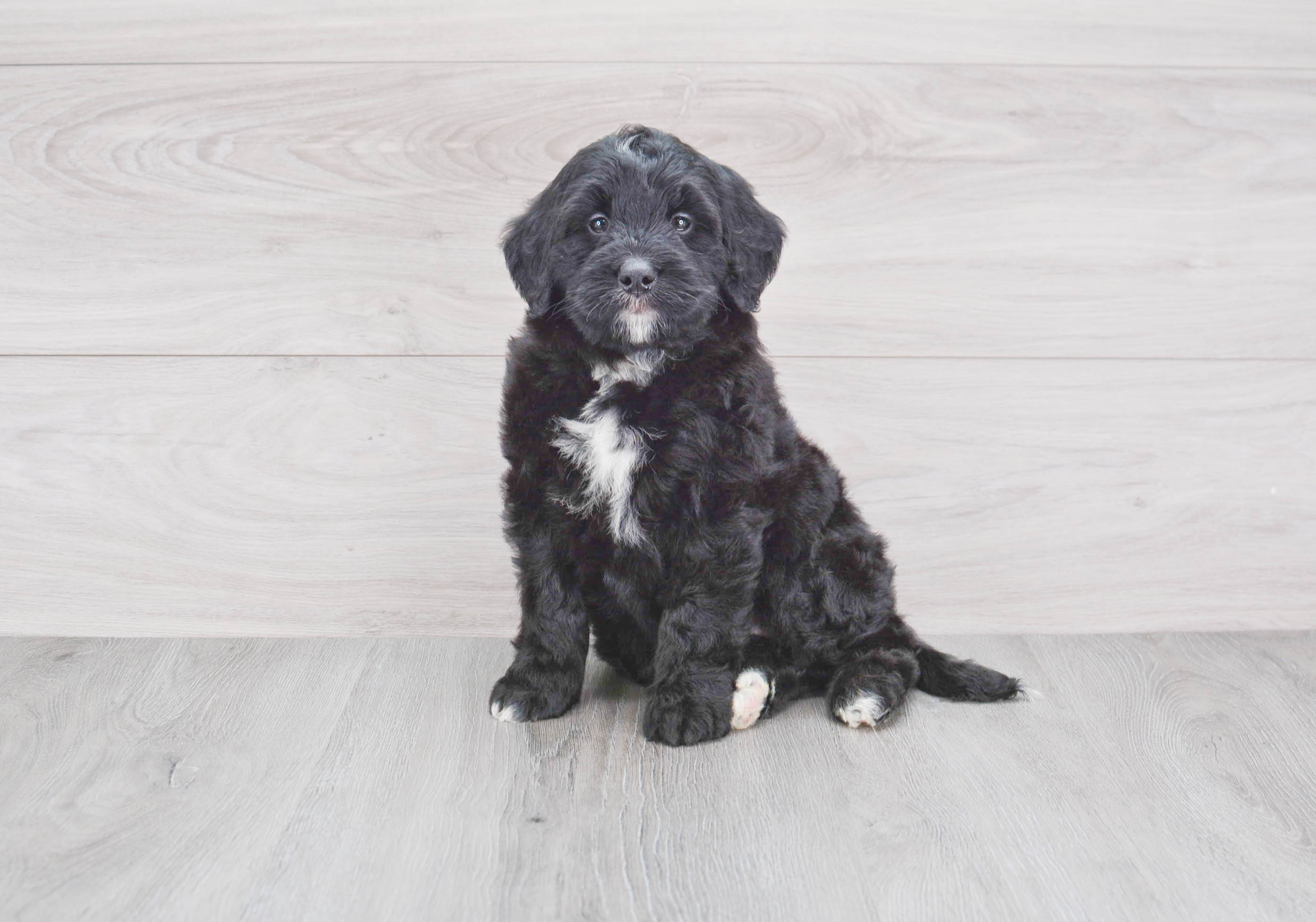 Little Bernadoodle Poodle Mix Puppy