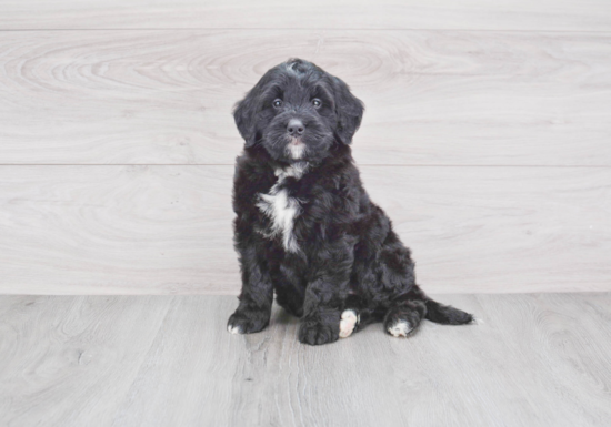 Little Bernadoodle Poodle Mix Puppy