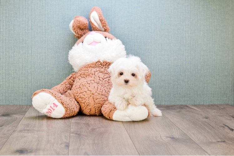 Energetic Maltese Purebred Puppy