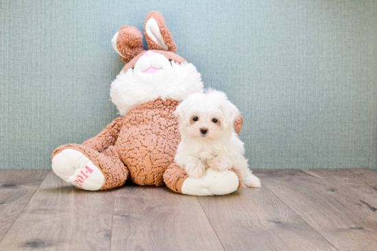 Energetic Maltese Purebred Puppy