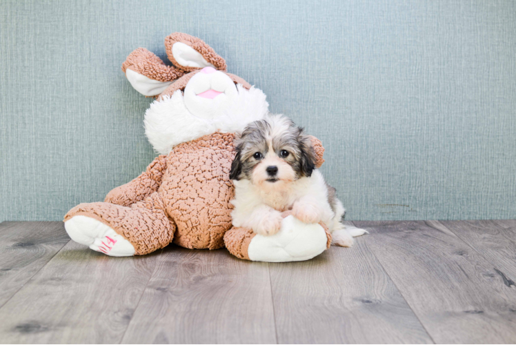 Friendly Teddy Bear Baby