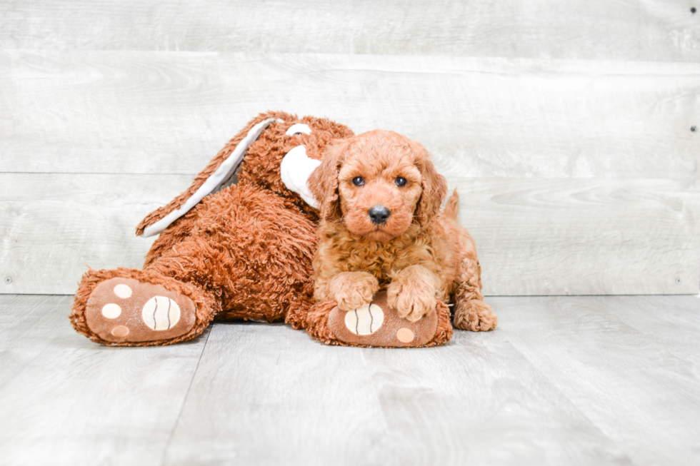 Hypoallergenic Golden Retriever Poodle Mix Puppy