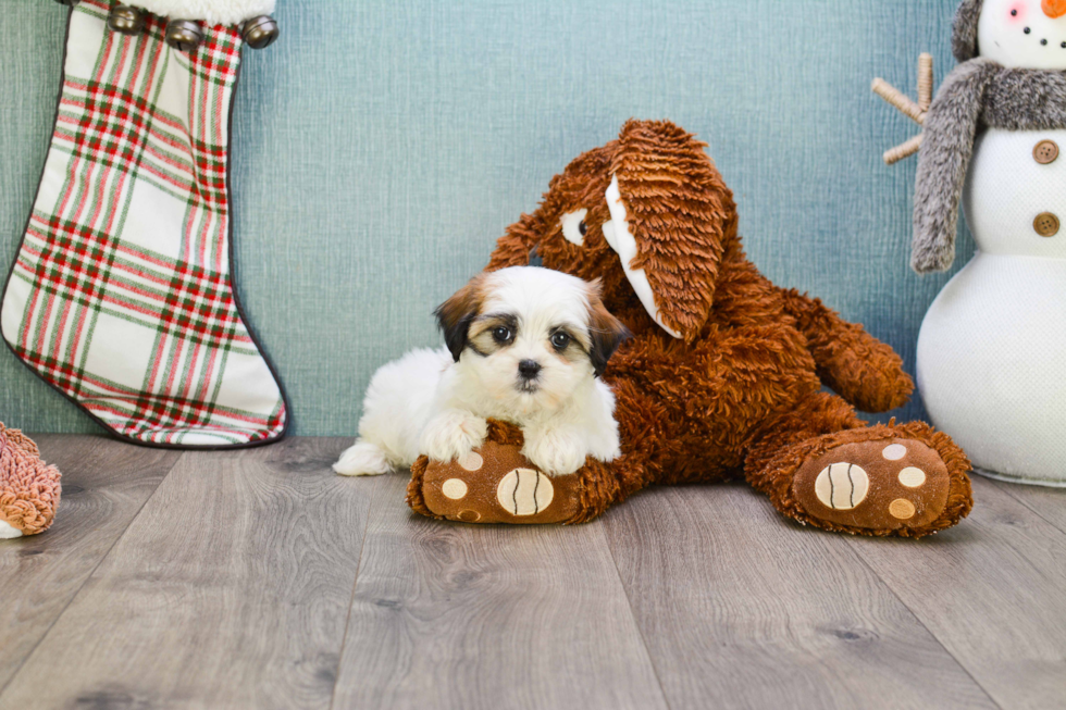 Teddy Bear Pup Being Cute