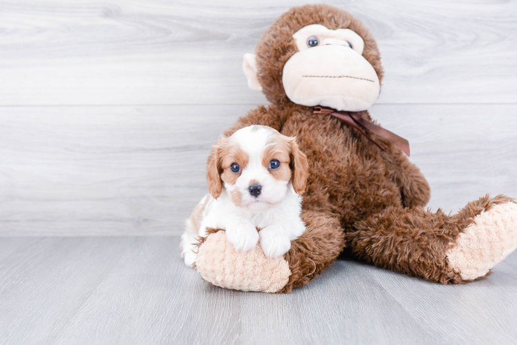 Cavalier King Charles Spaniel Puppy for Adoption