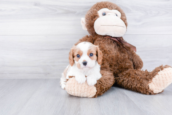 Cavalier King Charles Spaniel Puppy for Adoption