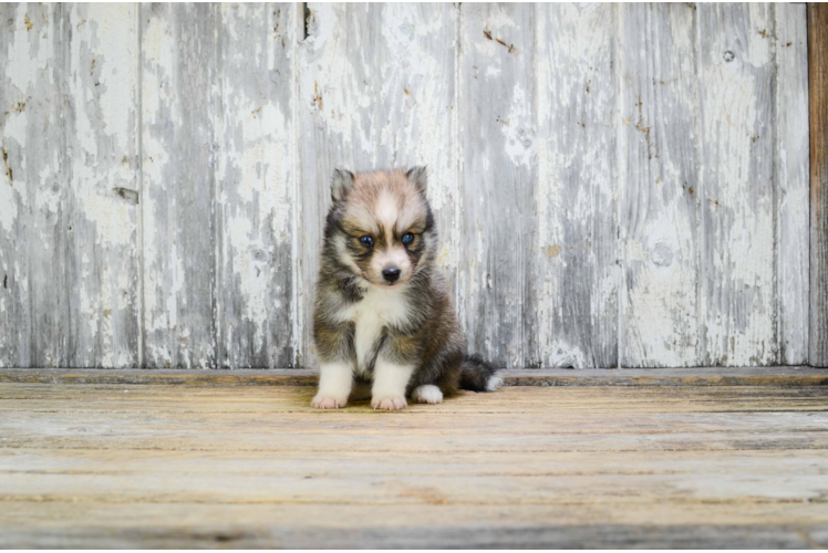 Hypoallergenic Mini Husky Designer Puppy