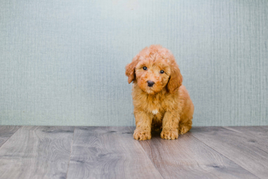 Mini Goldendoodle Puppy for Adoption