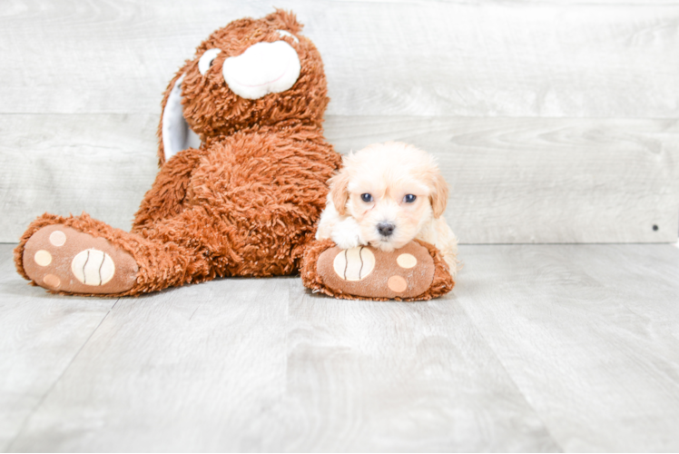 Cute Maltipoo Baby