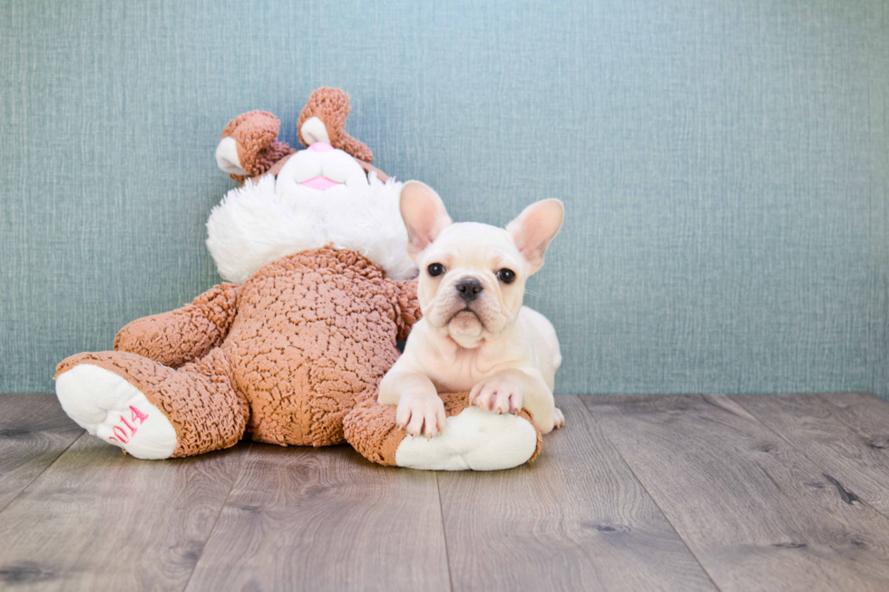 Adorable Frenchie Purebred Puppy