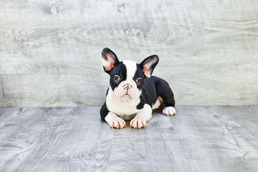 Happy Frenchie Purebred Puppy