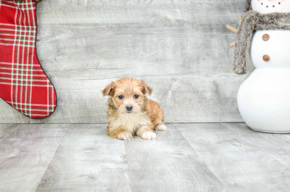 Friendly Morkie Baby