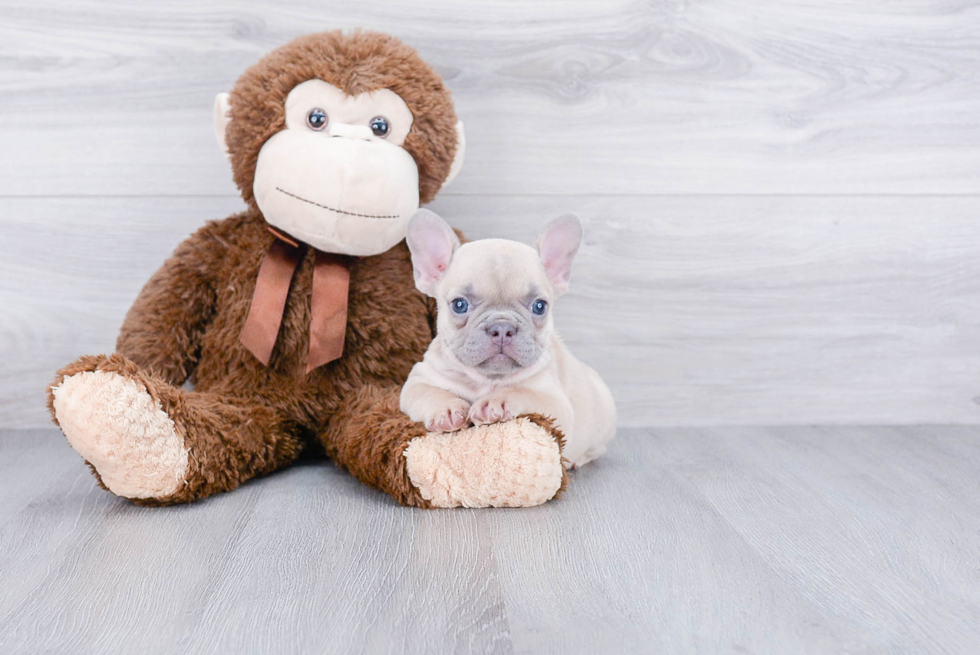 Petite Frenchie Purebred Puppy