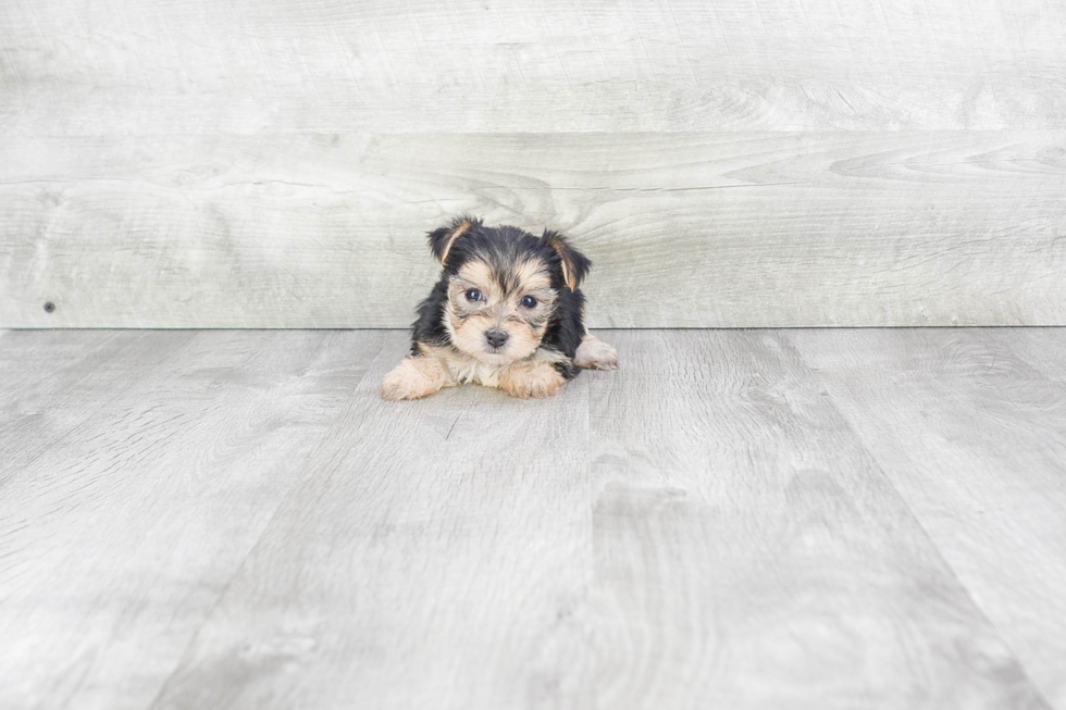 Morkie Pup Being Cute