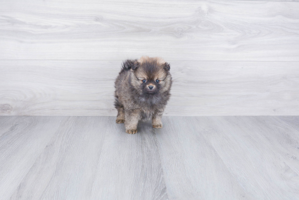 Petite Pomeranian Purebred Puppy