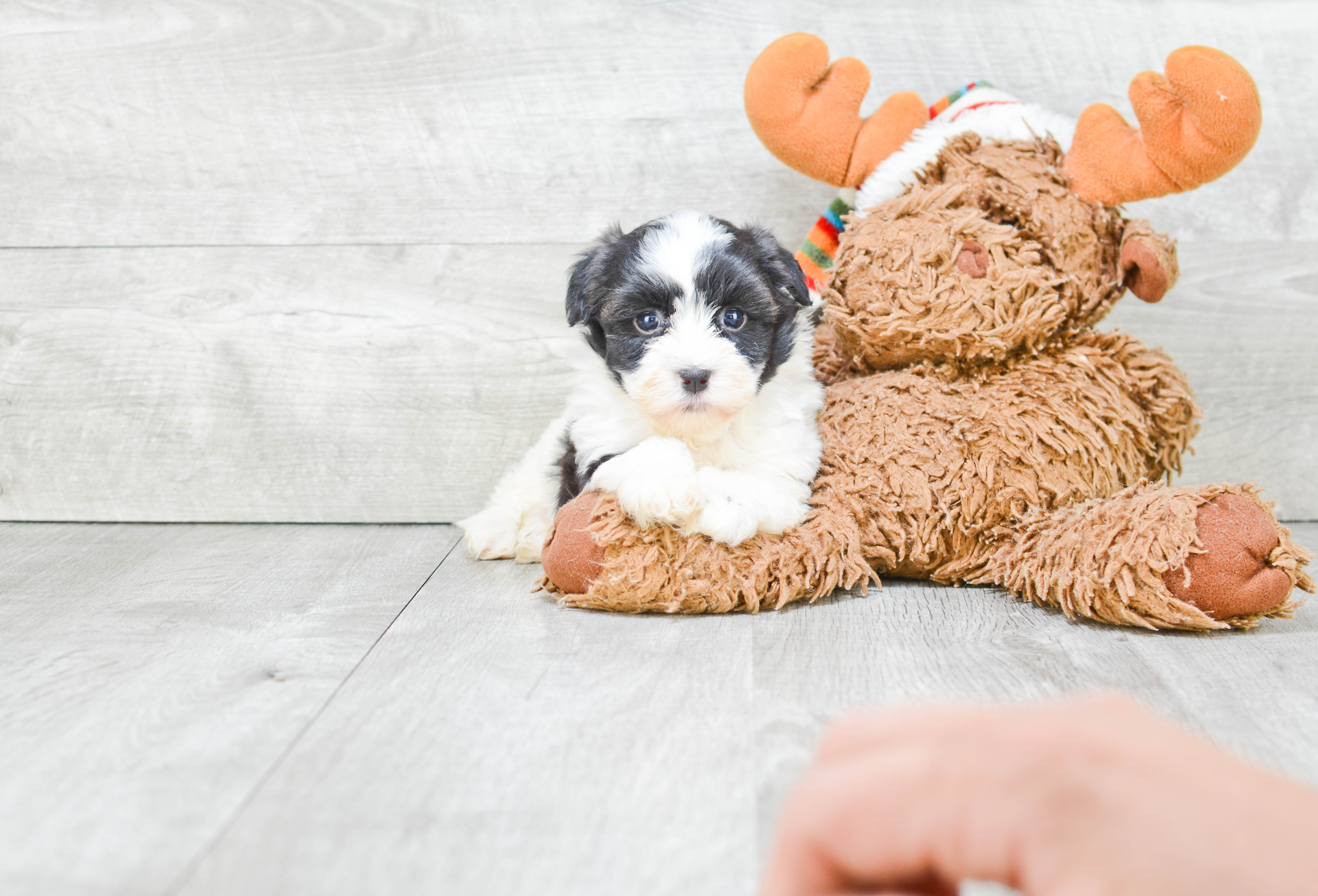 Akc Registered Havanese Baby