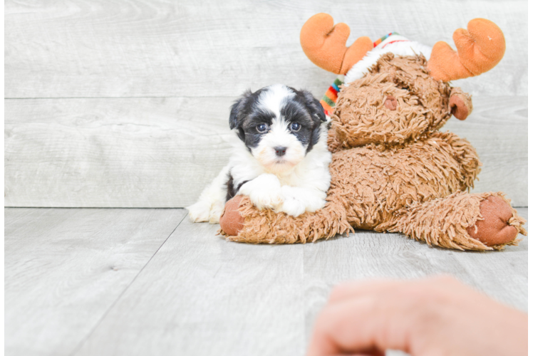 Akc Registered Havanese Baby