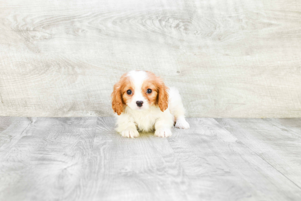 Best Cavalier King Charles Spaniel Baby