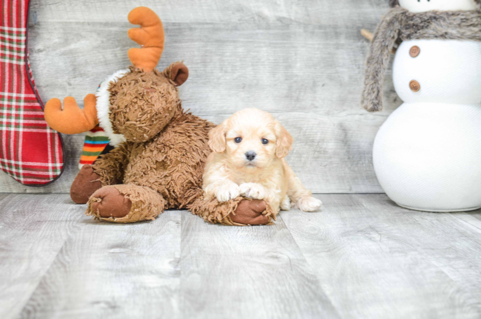 Funny Cavachon Designer Pup