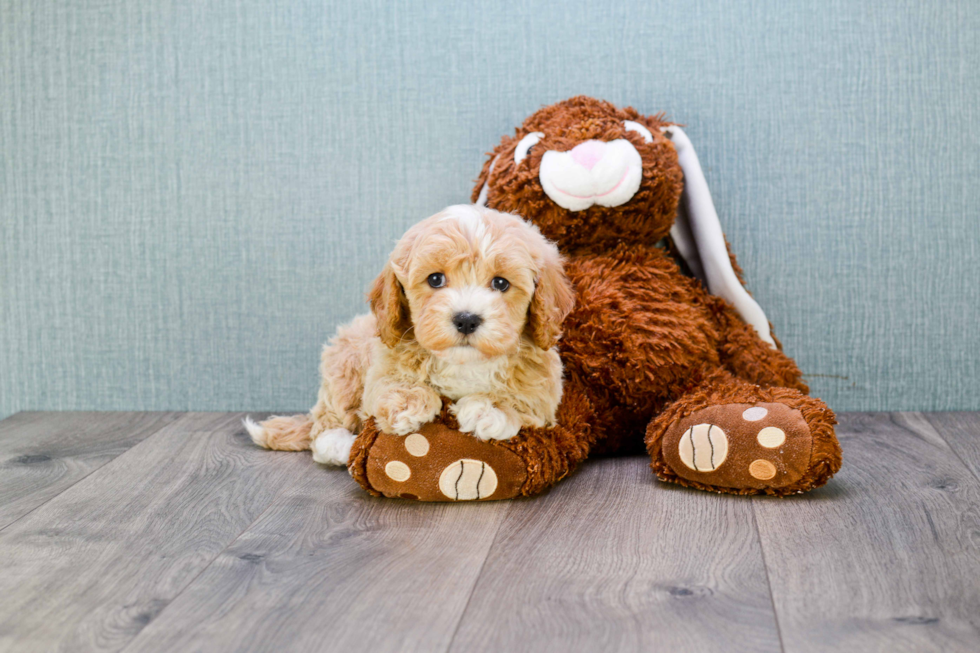 Hypoallergenic Cavoodle Poodle Mix Puppy