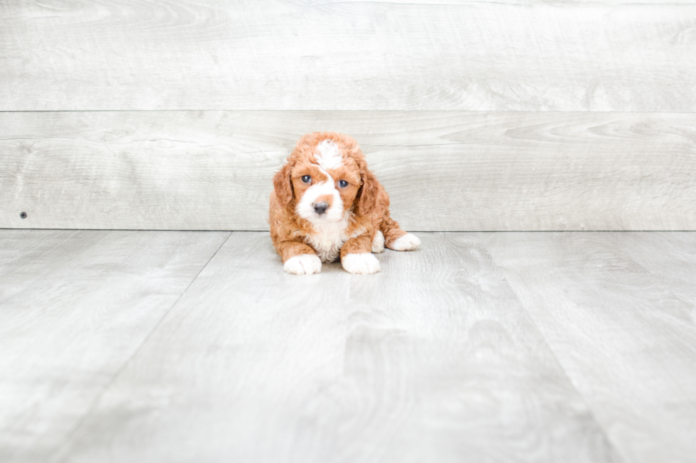 Best Cavapoo Baby