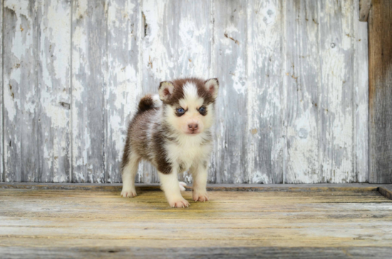 Pomsky Pup Being Cute