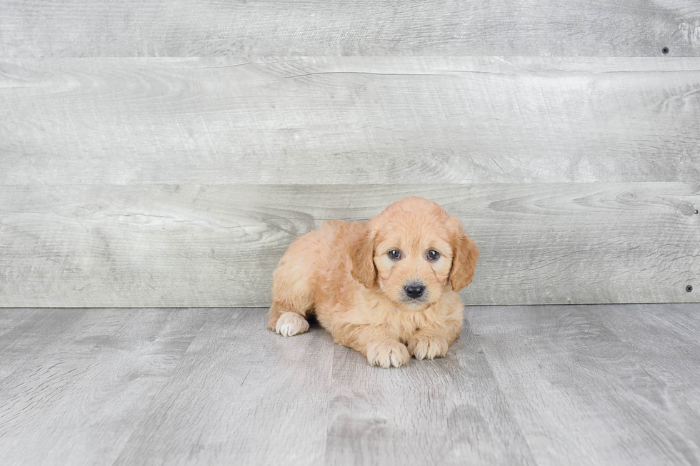 Petite Mini Goldendoodle Poodle Mix Pup