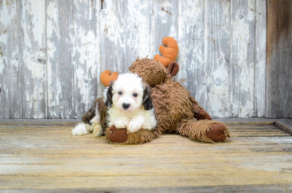 Best Mini Aussiedoodle Baby