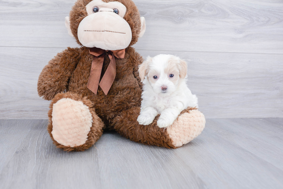 Friendly Maltipoo Baby