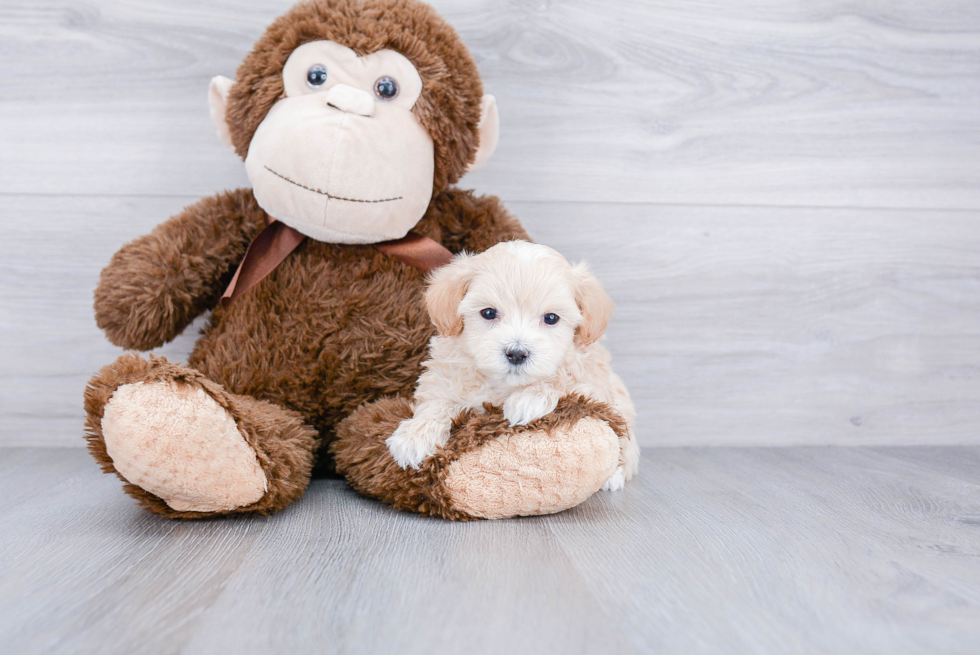 Funny Maltipoo Poodle Mix Pup