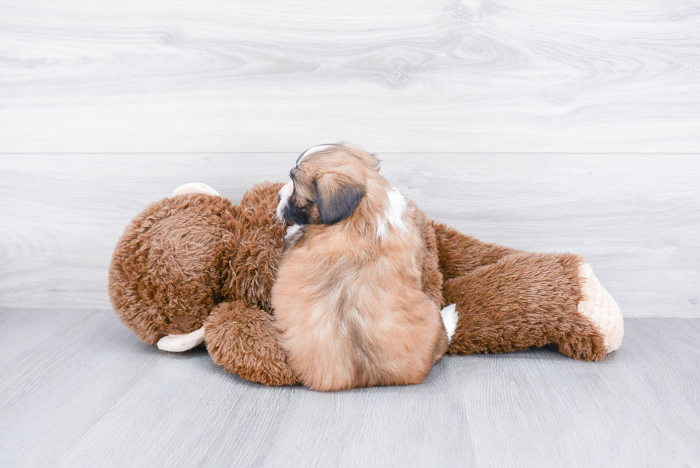 Friendly Havanese Baby