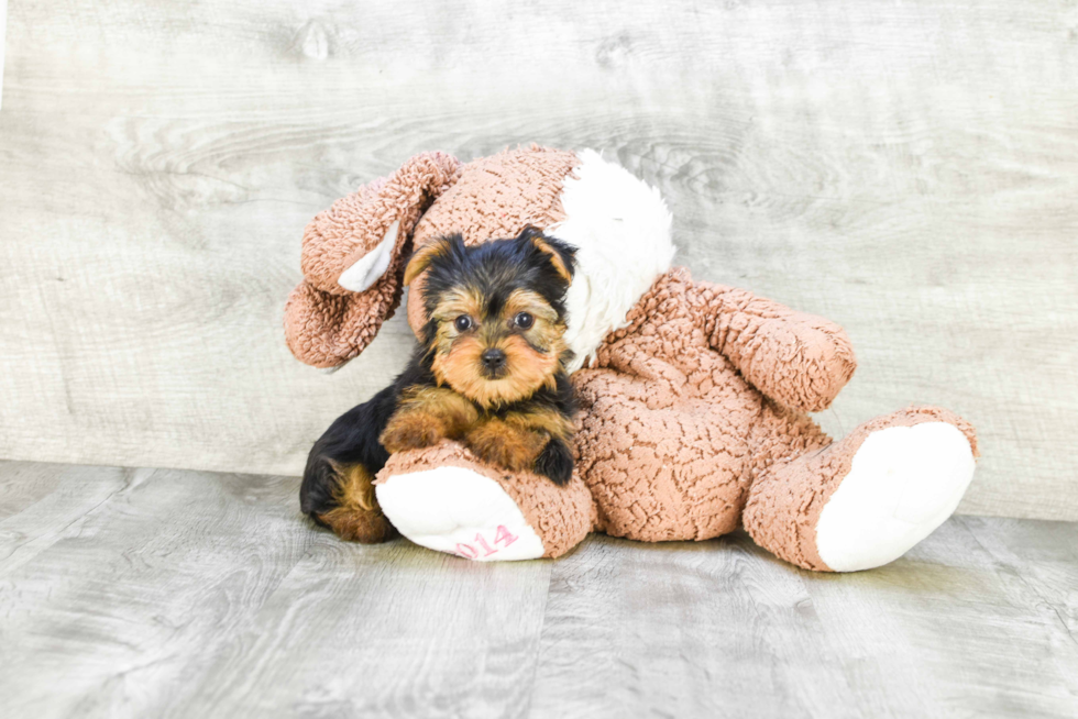 Meet Pistol - our Yorkshire Terrier Puppy Photo 