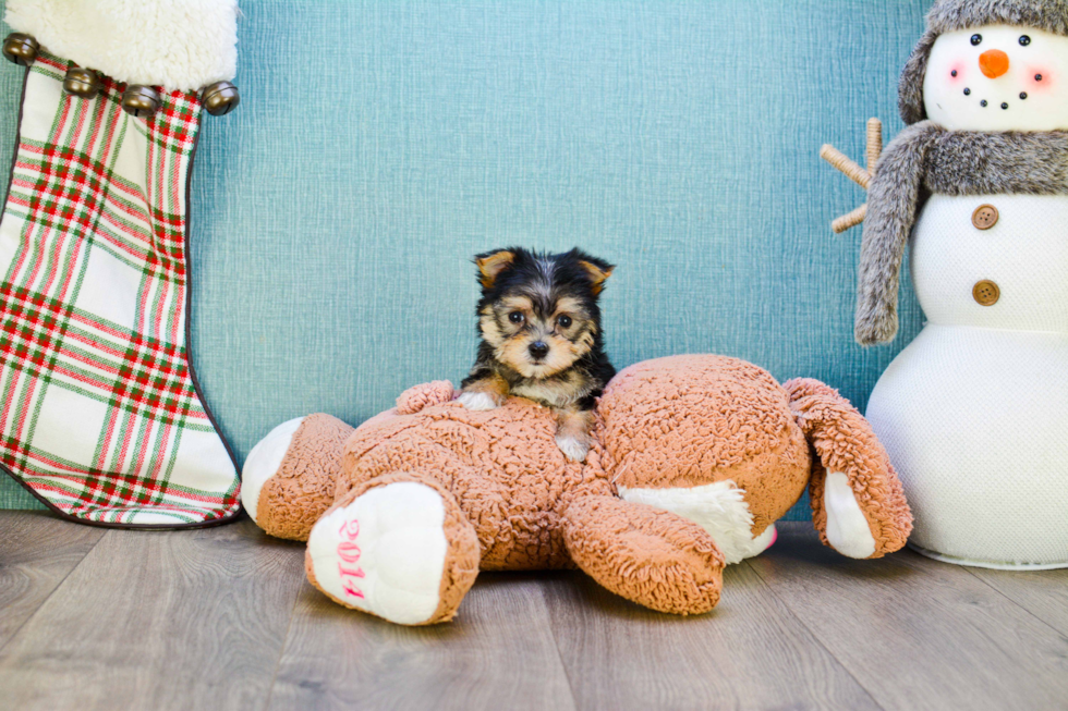 Best Morkie Baby