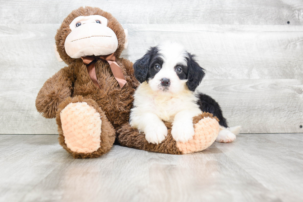 Mini Bernedoodle Puppy for Adoption