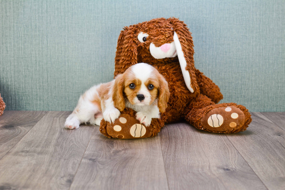 Funny Cavalier King Charles Spaniel Baby