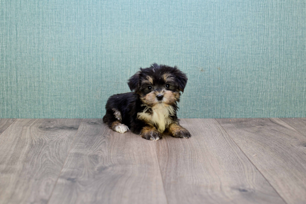 Morkie Puppy for Adoption