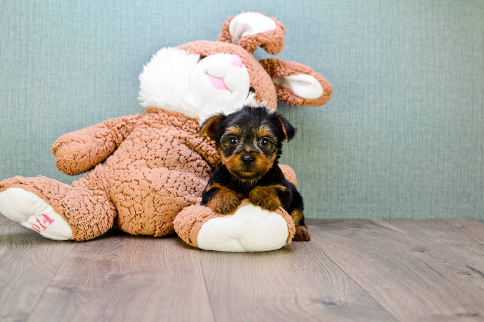 Meet Jeremy - our Yorkshire Terrier Puppy Photo 