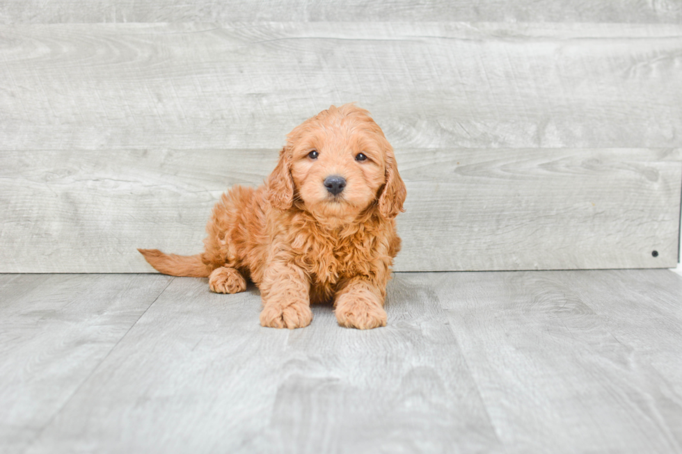 Mini Goldendoodle Pup Being Cute