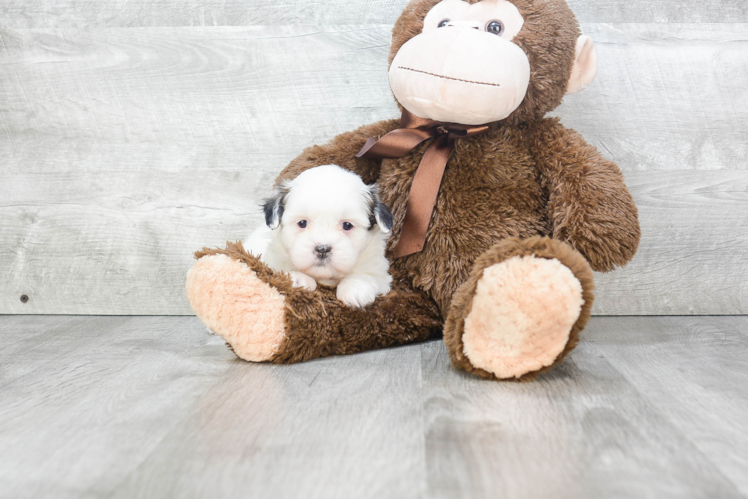 Akc Registered Havanese Baby