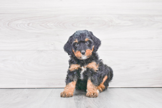 Funny Mini Bernedoodle Poodle Mix Pup