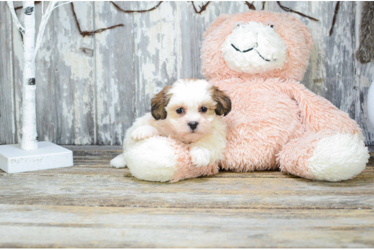 Teddy Bear Puppy for Adoption